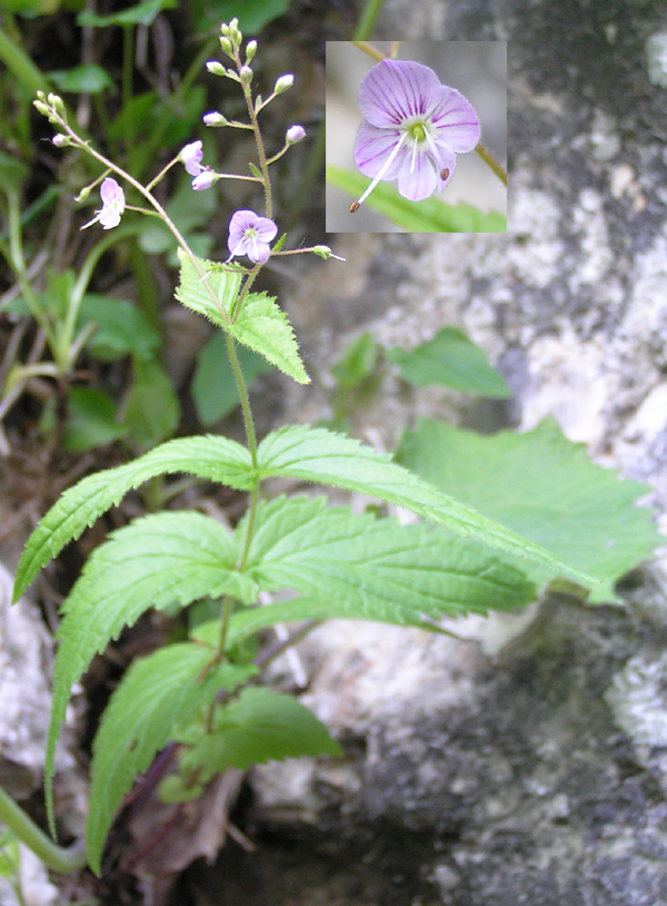 Veronica urticifolia / Veronica a foglie di ortica